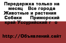 Передержка только на месяц - Все города Животные и растения » Собаки   . Приморский край,Уссурийский г. о. 